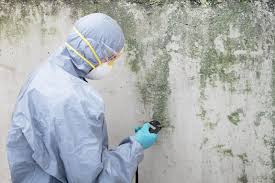 Trusted Englewood, FL Mold Removal & Remediation Experts